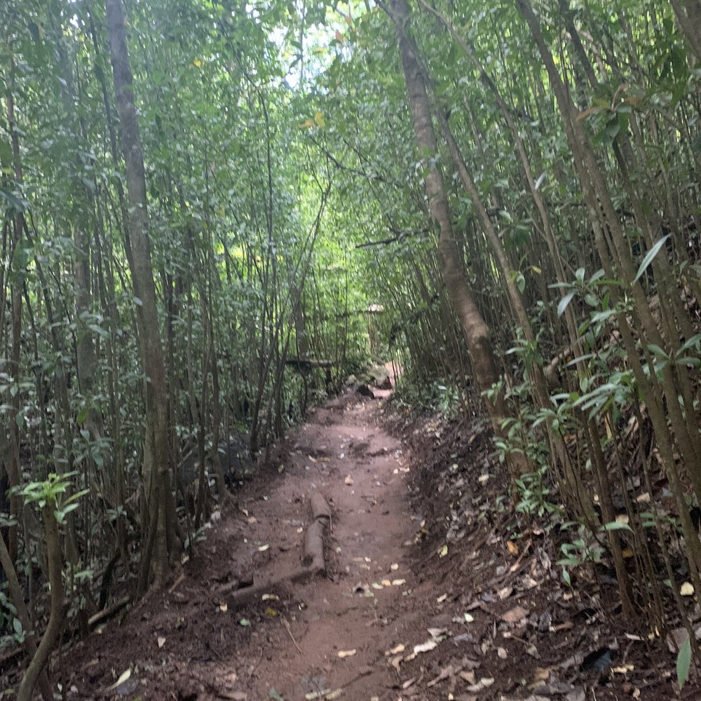 Aiea Loop Trail - Hiking Near Me - Aiea, Hawaii