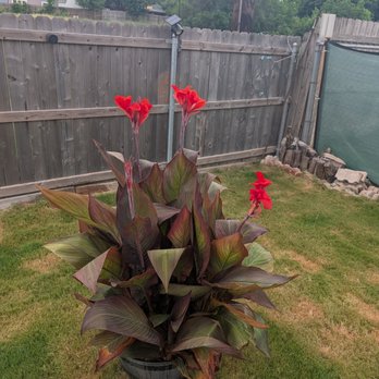 Texas Squad Construction and Remodeling - Issue with grub worms - General Contractors Near Me - San Antonio, Texas