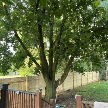 Eddy's Tree Service - The start! The weed Norway Maple that was the bane of our back yard! We had a back tree/mud pit! - Tree Services Near Me - Lake Villa, Illinois