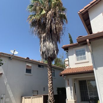 Tres Hermanos - Not an easy task to cut and remove. - Tree Services Near Me