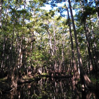 Backwoods Airboat Adventures - Breathtaking Cypress! Perfect for a GREAT Photo-Op! - Boat Tours Near Me - Christmas, Florida Backwoods Airboat Adventures - Breathtaking Cypress! Perfect for a GREAT Photo-Op! - Boat Tours Near Me - Christmas, Florida