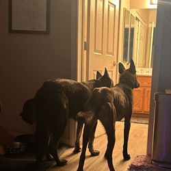 Bark Busters Home Dog Training - Houston - Obeying restriction rule