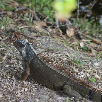 Linear Park Trail - Parks Near Me - Davie, Florida