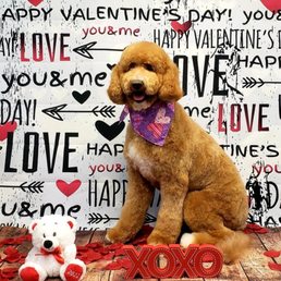They take cute photos of your pup for special holidays after their grooming!