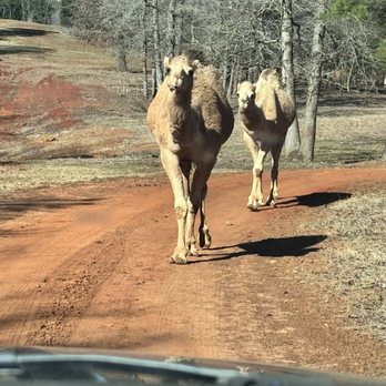 Cherokee Trace Drive Thru Safari - Parks Near Me - Jacksonville, Texas