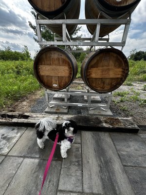 Queenston Mile Vineyard by null