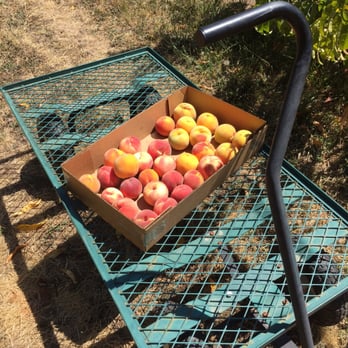 Bell's Orchard - Fresh peaches right out of Bell's Orchard in Beaverton! - Fruits & Veggies Near Me - Beaverton, Oregon