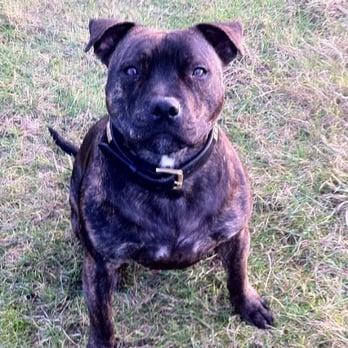 Pet Au Pair - Dog Walkers Near Me Pet Au Pair - Dog Walkers Near Me