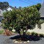 Photo of Farmyard Tree Care
