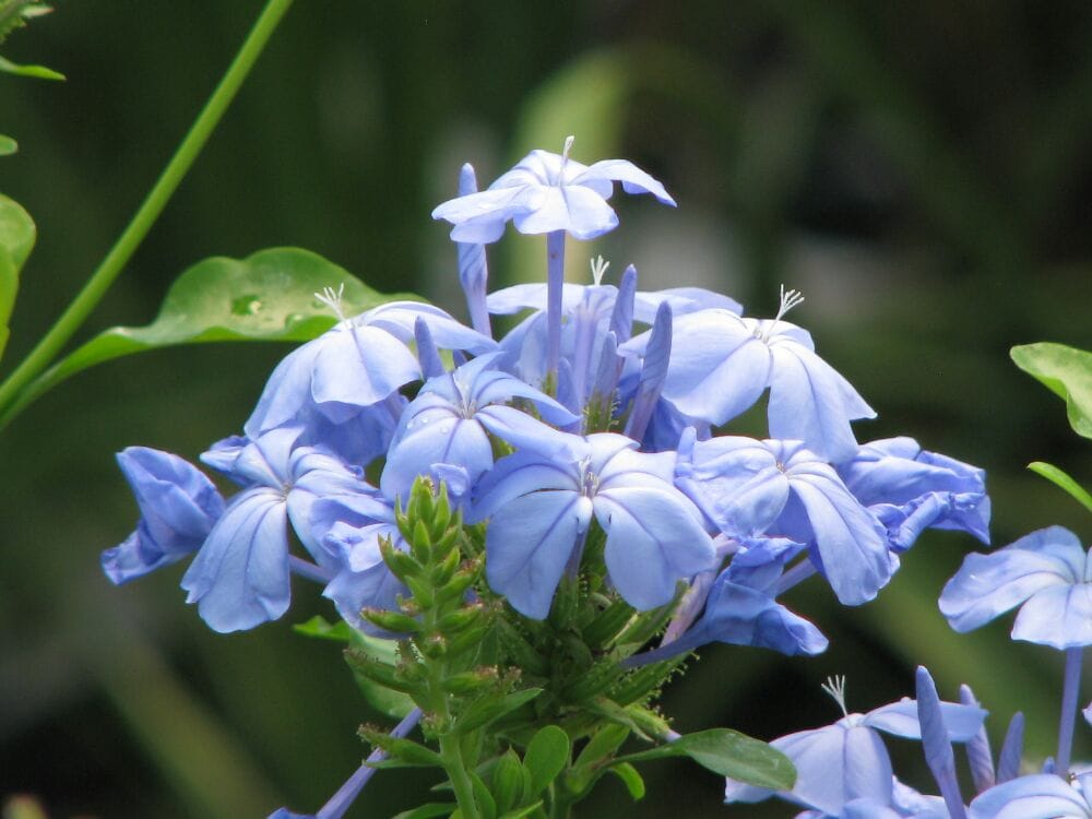 THE GARDEN AT BRASELTON Updated September 2024 43 Brassie Ln