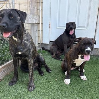Endless Pawsibilities - all three have been through training and are thriving with the help of Endless Pawsibilities!! - Pet Training Near Me - Alvin, Texas