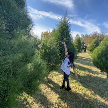 Silveyville Christmas Tree Farm - Christmas Trees Near Me - Dixon, California Silveyville Christmas Tree Farm - Christmas Trees Near Me - Dixon, California