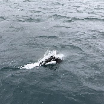 Major Marine Tours - Dall's porpoise - Boating Near Me - Seward, Alaska