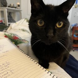 Half A Vet Pet Sitting - Mr. Beans