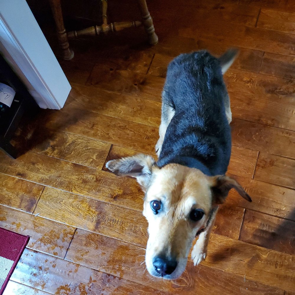 Petsense - Max after grooming - Pet Stores Near Me - Murfreesboro, Tennessee