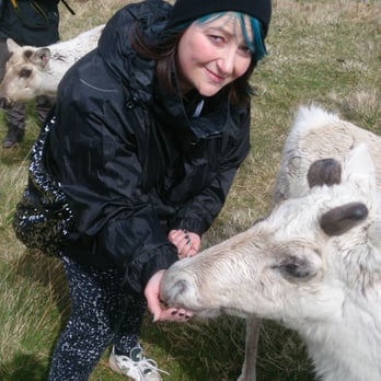 Cairngorm Reindeer Centre - Hand feeding - Zoos Near Me - Aviemore, HLD