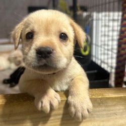 Whispering Oaks Labrador Breeder