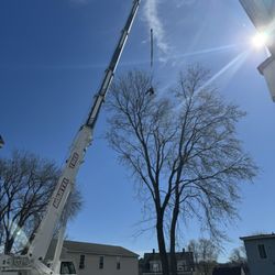 Tommy Tree Service & Yard Expansion - My rental property in Lowell on Lakeview Avenue