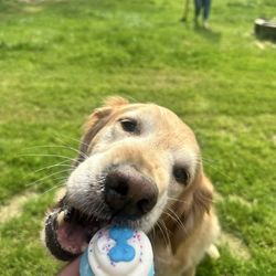 Polkadog - Sawyer enjoying his birthday treat from Polkadog (feel free to post this pic!)