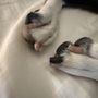 Photo of Jan's Dog Grooming
