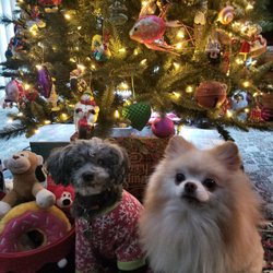 Green Paws Dog Grooming - PeeWee and Foxy love Green Paws Grooming!