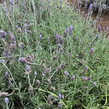 Ali'i Kula Lavender - Tours Near Me - Kula, Hawaii Ali'i Kula Lavender - Tours Near Me - Kula, Hawaii