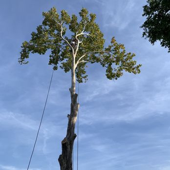 Texas Treehouse Tree Service & Stump Grinding - Tree cut down - Tree Services Near Me - Mesquite, Texas