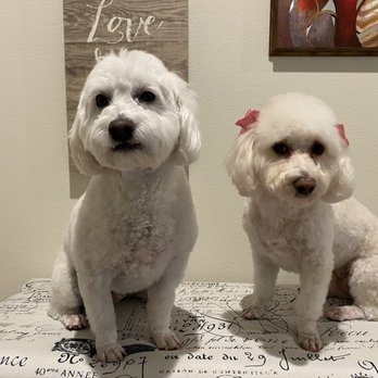 Loyal Paws Pet Grooming - Max ann LillyRose - Pet Groomers Near Me - Perris, California Loyal Paws Pet Grooming - Max ann LillyRose - Pet Groomers Near Me - Perris, California