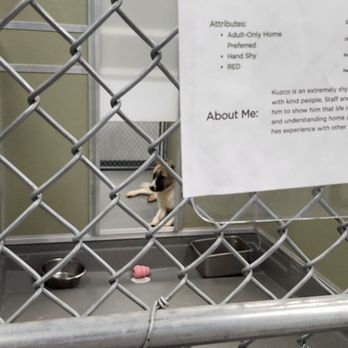 Nevada SPCA - Kuzco was missing his ears, one of the staff explained why and where he came from. - Animal Shelters Near Me - Las Vegas, Nevada Nevada SPCA - Kuzco was missing his ears, one of the staff explained why and where he came from. - Animal Shelters Near Me - Las Vegas, Nevada