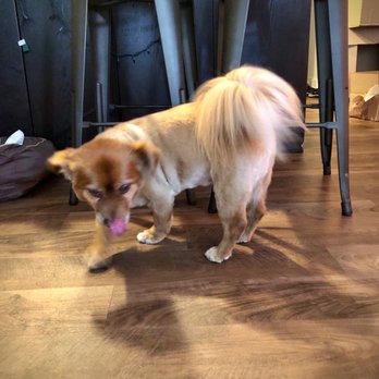 Paw Palace Grooming - Summer Cut! - Pet Groomers Near Me
