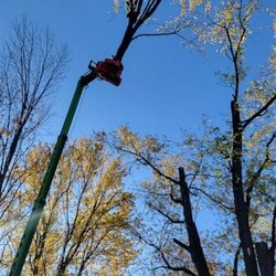 Tree-B-Gone of Green Bay