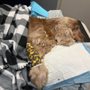 Photo of St Augustine Regional Veterinary Emergency Center