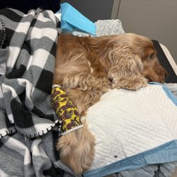 St Augustine Regional Veterinary Emergency Center