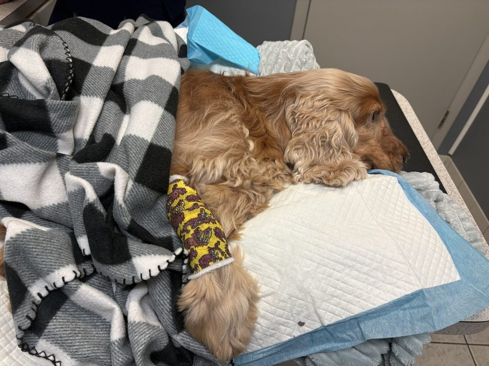 St Augustine Regional Veterinary Emergency Center Image