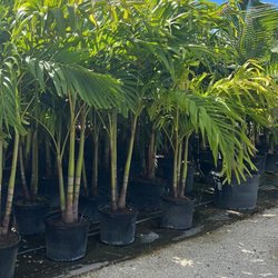 Citywide Lawn Service - 25gallon Adonidias