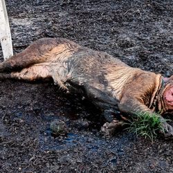 Fur Their Comfort Mobile Vet Tech Solutions - Oh to be a dog. Princess Fiona loves her mud puddles. Good thing she knows a great dog groomer!