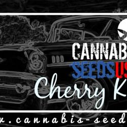 Cannabis Seed USA - Cherry Kush