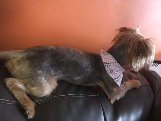 gloria's dog beauty salon