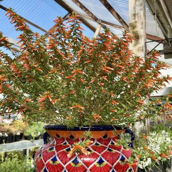 East Bay Nursery - Gorgeous potter I had my eye on - Nurseries & Gardening Near Me - Berkeley, California