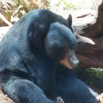 Caldwell Zoo - Black bear at caldwel zoo! - Zoos Near Me - Tyler, Texas Caldwell Zoo - Black bear at caldwel zoo! - Zoos Near Me - Tyler, Texas