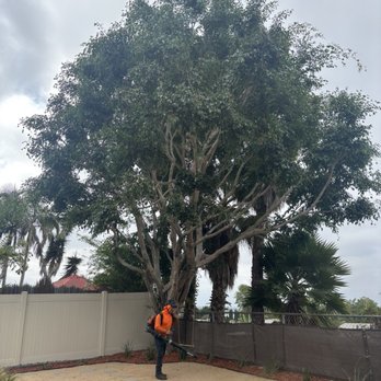 Santos Pena Tree Care and Services - The tree after being trimmed - Tree Services Near Me Santos Pena Tree Care and Services - The tree after being trimmed - Tree Services Near Me