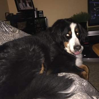 Linda's Pet Sitting Services - Just love hanging out with Linda watching TV on the couch. Denali - Pet Sitting Near Me - Nashua, New Hampshire Linda's Pet Sitting Services - Just love hanging out with Linda watching TV on the couch. Denali - Pet Sitting Near Me - Nashua, New Hampshire