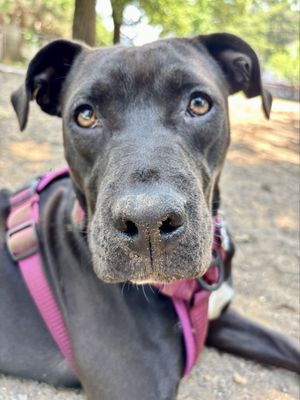 Lucky Dog Animal Rescue by null