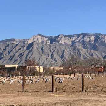 Corrales Winery - a vineyard with a mountain in the background - Wineries Near Me - Corrales, New Mexico
