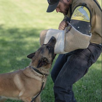 Vegas Valley K9 - Pet Training Near Me Vegas Valley K9 - Pet Training Near Me