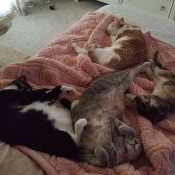 West End Animal Care Clinic - Such a hard life - Veterinarians Near Me - St. Cloud, Florida West End Animal Care Clinic - Such a hard life - Veterinarians Near Me - St. Cloud, Florida