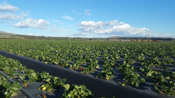 Nakamura Berry Growers by null