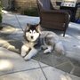 Photo of AngelDogs Training