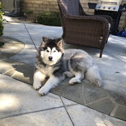 AngelDogs Training - He's going to be a big one. We need him to listen!