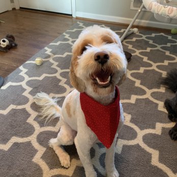 salon versace dog wash and grooming